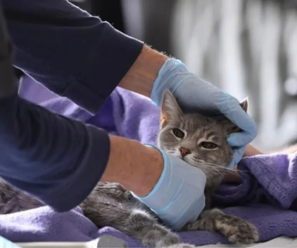 Call to bring back low-cost vet care