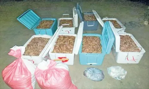Bahrain coast guards arrest two with 235 kgs of shrimp