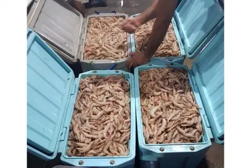 النيابة العامة في البحرين تنهي تحقيقاتها في قضية صيد الروبيان غير القانوني
