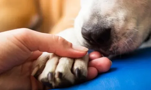 Carbon pawprint: Is man’s best friend the planet’s enemy?
