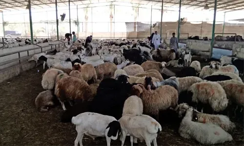 تعيين 20 طبيباً بيطرياً إضافياً لمراقبة المسالخ العامة خلال عيد الأضحى