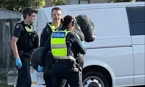 لص يعترف بارتكاب خطأ "سخيف" بعد سرقة تمثال غوريلا يزن 20 كجم من دار للمتقاعدين في ملبورن