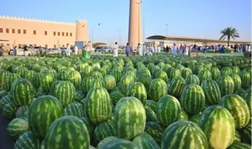 حصاد البطيخ في المملكة العربية السعودية يتجاوز 610 آلاف طن