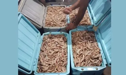 رفع حظر صيد الروبيان في البحرين اعتباراً من الأول من أغسطس