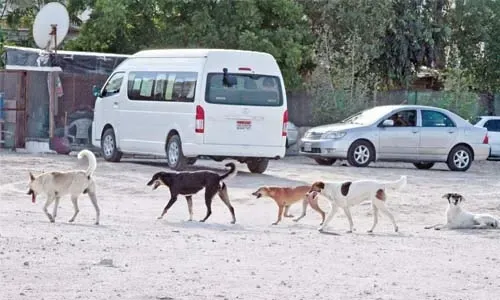إطلاق خط ساخن للإبلاغ عن الكلاب الضالة