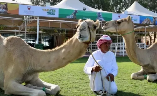انطلاق معرض البحرين للإنتاج الحيواني 2023 للجمهور