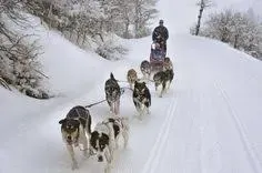 Mayhem and mishaps during Norway's gruelling dog sled race