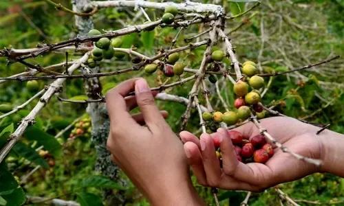 مقاهي القهوة تنتشر في ركن ناءٍ من إندونيسيا