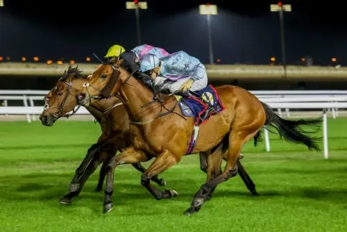 البحرين تستعد لمهرجان كأس جلالة الملك التاريخي لسباق الخيل