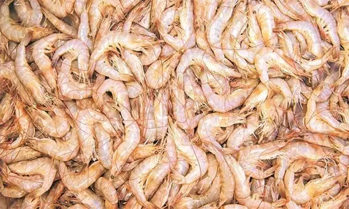 Shrimps continue to be ‘scarce’ and ‘expensive’ in Bahrain market