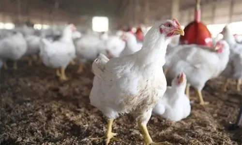 البحرين تفرض حظراً على استيراد الطيور من الكويت