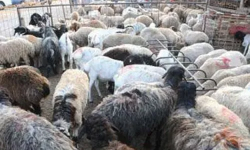 لا نقص في اللحوم خلال عيد الأضحى