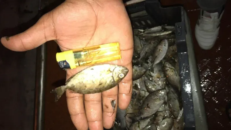 ضبط عدد من بائعي الأسماك يبيعون أسماكاً صغيرة الحجم