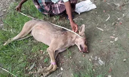 Rare wolf killed in Bangladesh after first appearance in decades