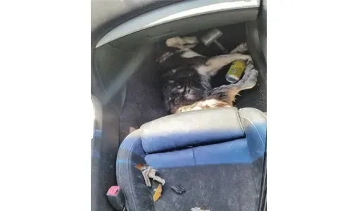 Dog dies after being locked in a parked car
