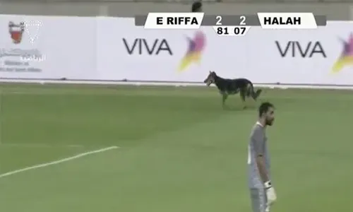 Stray dog trespass into football match in Bahrain