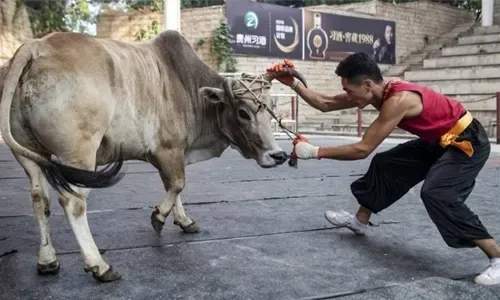 مواجهة الثور وجهاً لوجه