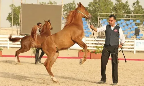قوة الأحصنة!