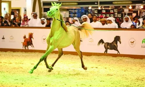 انطلاق معرض دبي الدولي للخيل اليوم