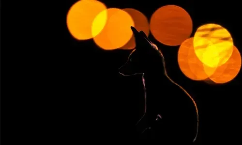 Kuwaiti wins top prize in nature photography contest in India