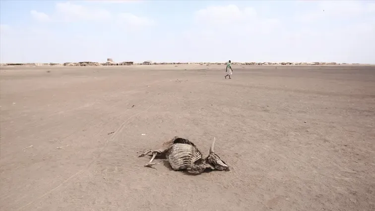 الجفاف يجبر ناميبيا على بيع 1000 حيوان بري في مزاد علني