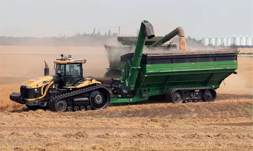 الصين توسع حظر استيراد الكانولا الكندية ليشمل شركة ثانية