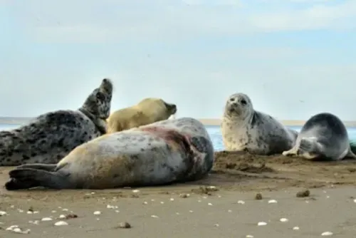 2,000 rare seals die in a month