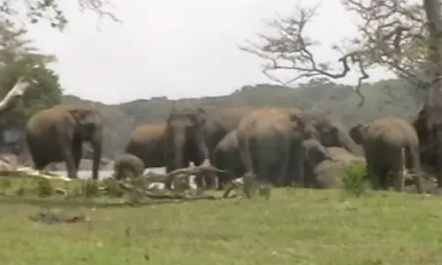 300 elephants pay last respects to their leader