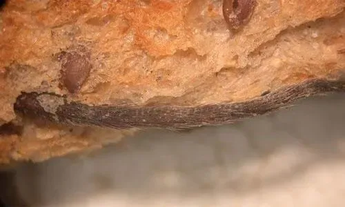 Bakery shut in Saudi for 'mouse tail on loaf'