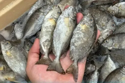 Limited Supply Keeps Safi Prices High After Fishing Ban Ends