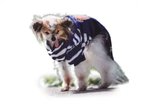 ‘World’s oldest dog’ contender dies in France aged 30