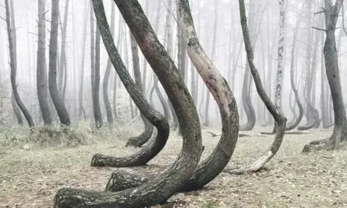 The Story Behind These Bizarre Bent Trees Is Absolutely Chilling