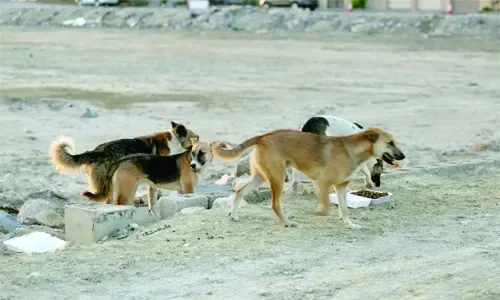 Stray dogs menace to be addressed