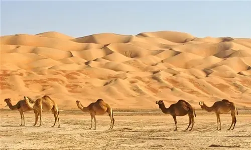العثور على صبي تائه في الصحراء بعد خمسة أيام