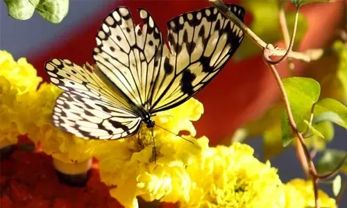 Voice concern about entry fee at Butterfly Garden