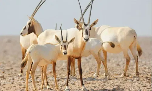 15,000 visited Al Areen Park during holiday