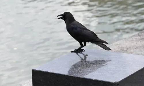 Saudi Arabia takes action to exterminate migratory Indian crows