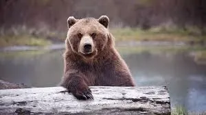 No wild bear could put her down