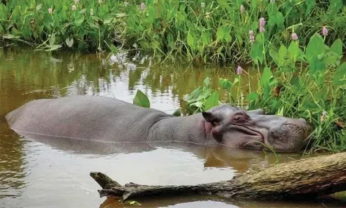 Tyson the stray hippo captured