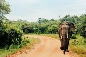 A hotel in Sri Lanka has gained an unusual guest.