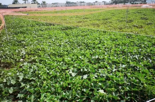 The Cabinet approves giving priority to Bahrainis in Horat Aali to benefit from agricultural lands