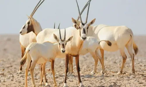 293,075 people visited Al Areen Park last year