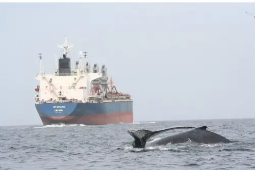 Middle East conflicts a danger for whales off S.Africa: study