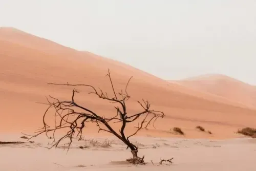 COP16 report warns three-quarters of global land 'permanently drier'